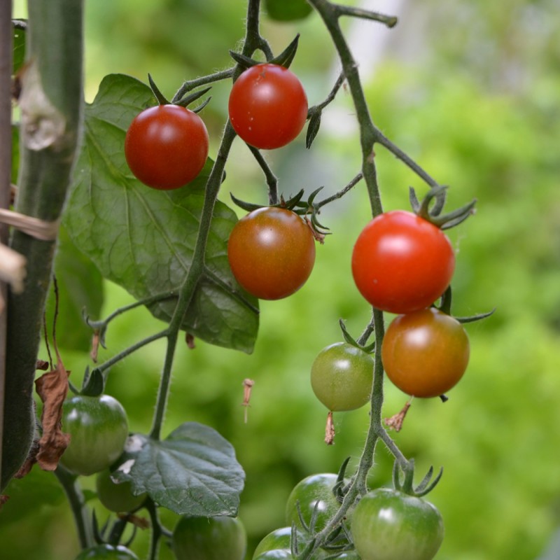 Radis et Capucine - Mes petites tomates